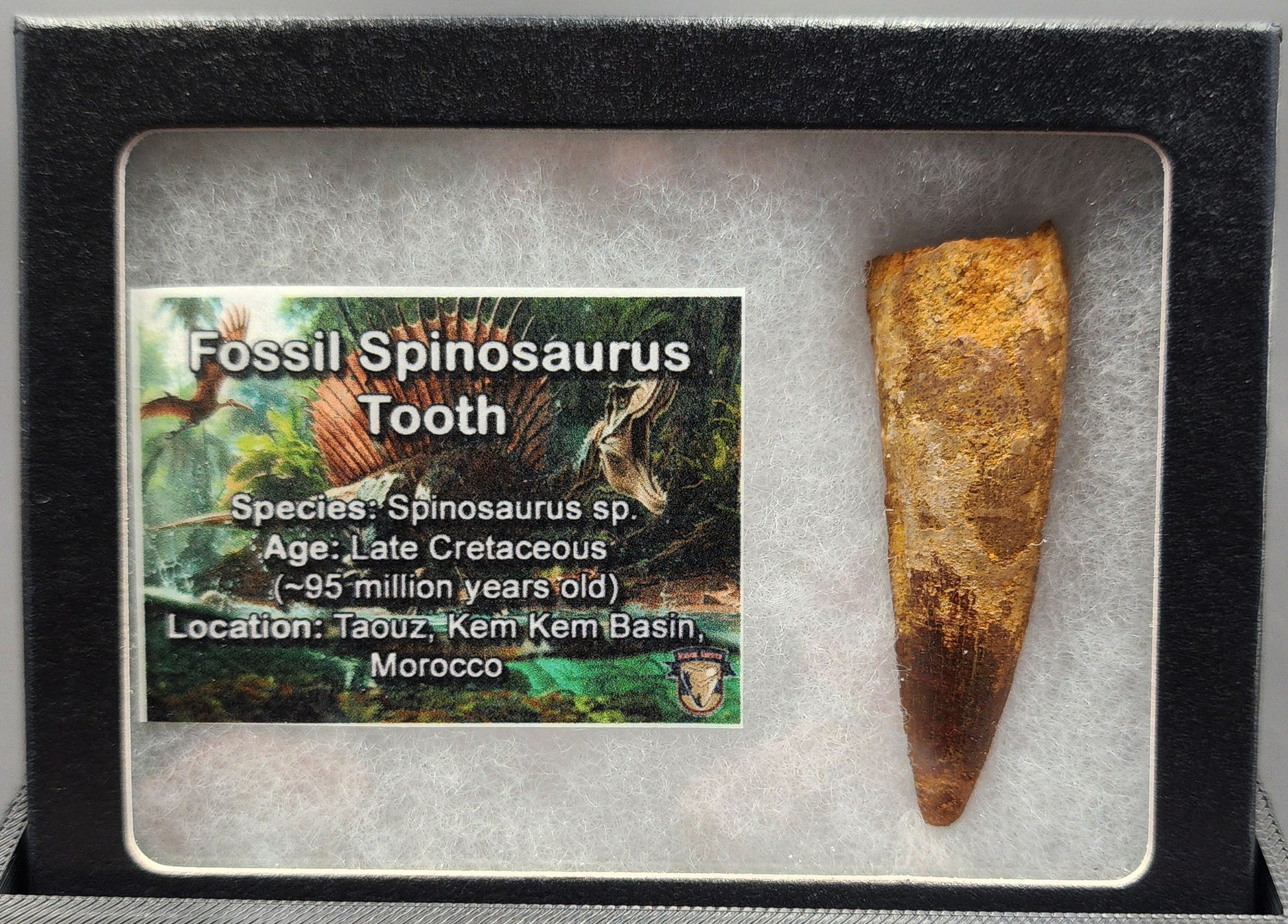 Authentic 2.24 inch Spinosaurus tooth fossil – close-up highlighting serrated crown and root detail
