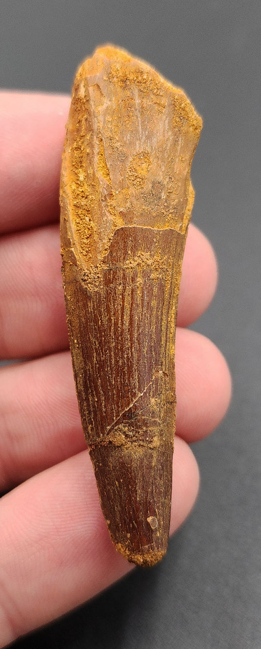2.28 inch fossil Spinosaurus dinosaur tooth from Morocco – full side view showing enamel gradient and natural coloration