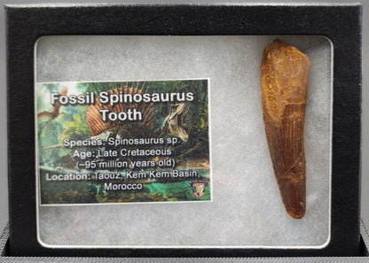 Authentic 2.28 inch Spinosaurus tooth fossil – close-up highlighting serrated crown, root texture, and curvature