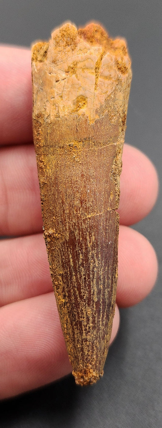 2.30 inch Spinosaurus dinosaur tooth fossil from Morocco – full side view displaying enamel texture and natural curvature