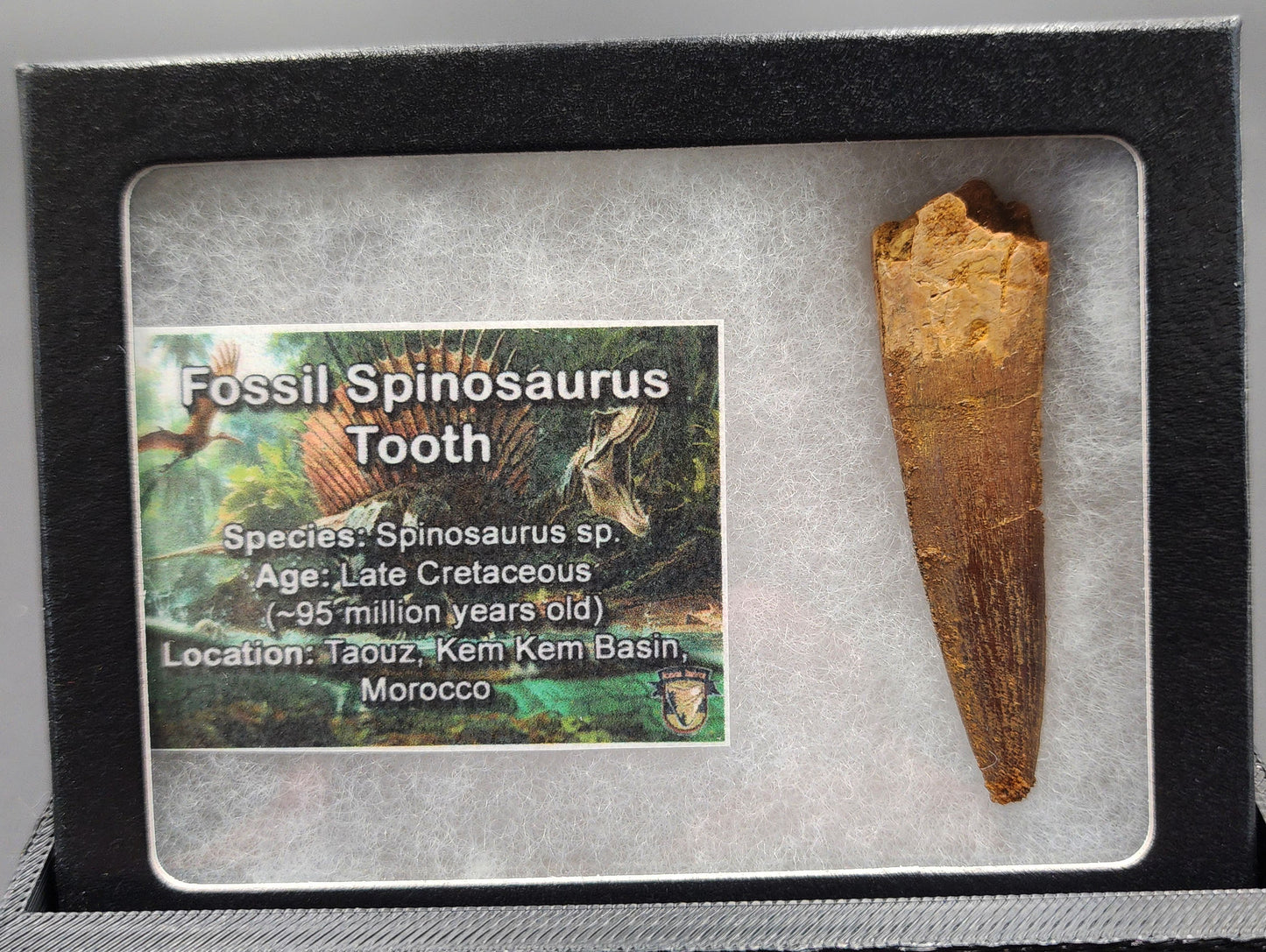 Authentic 2.30 inch Spinosaurus tooth fossil – close-up highlighting serrated crown, root detail, and surface color gradients
