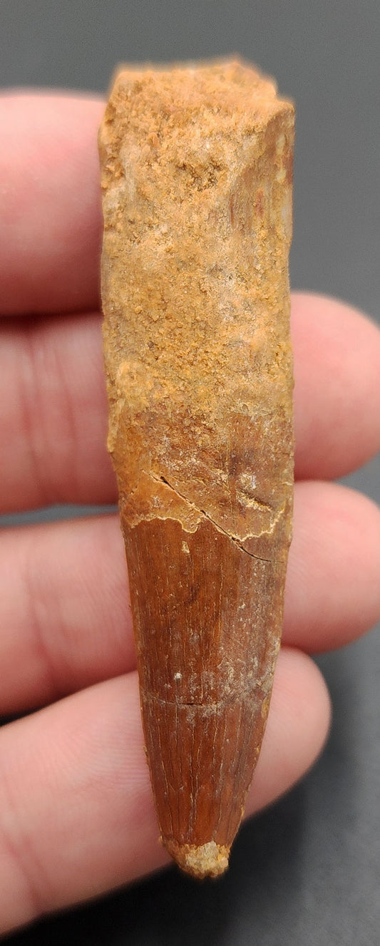 2.46 inch Spinosaurus dinosaur tooth fossil from Morocco – side view displaying enamel texture and natural curvature