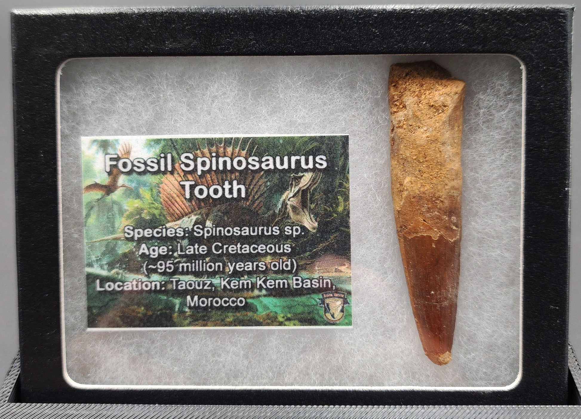 Authentic 2.46 inch Spinosaurus tooth fossil – close-up highlighting serrated crown, root detail, and surface weathering