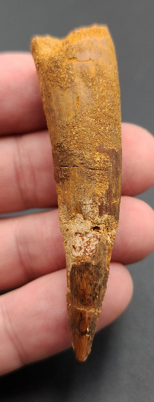 2.60 inch Spinosaurus dinosaur tooth fossil from Morocco – full side view showcasing enamel texture and curvature