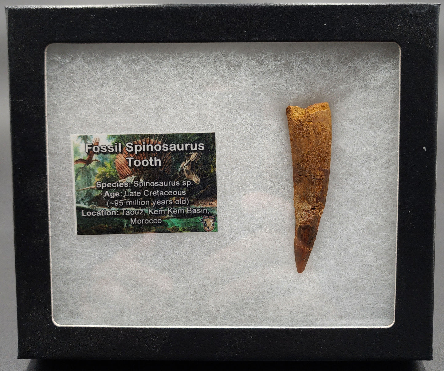 Authentic 2.60 inch Spinosaurus tooth fossil – close-up highlighting serrated crown, root detail, and natural coloration