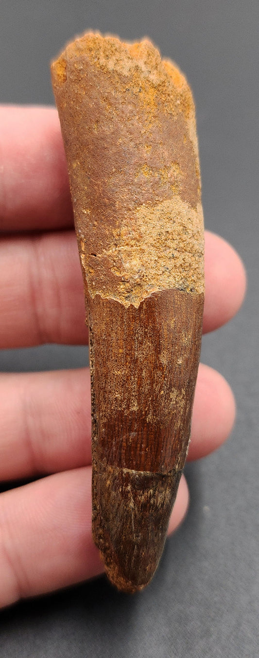 2.88 inch Spinosaurus dinosaur tooth fossil from Morocco – full side view showing enamel texture and natural curvature