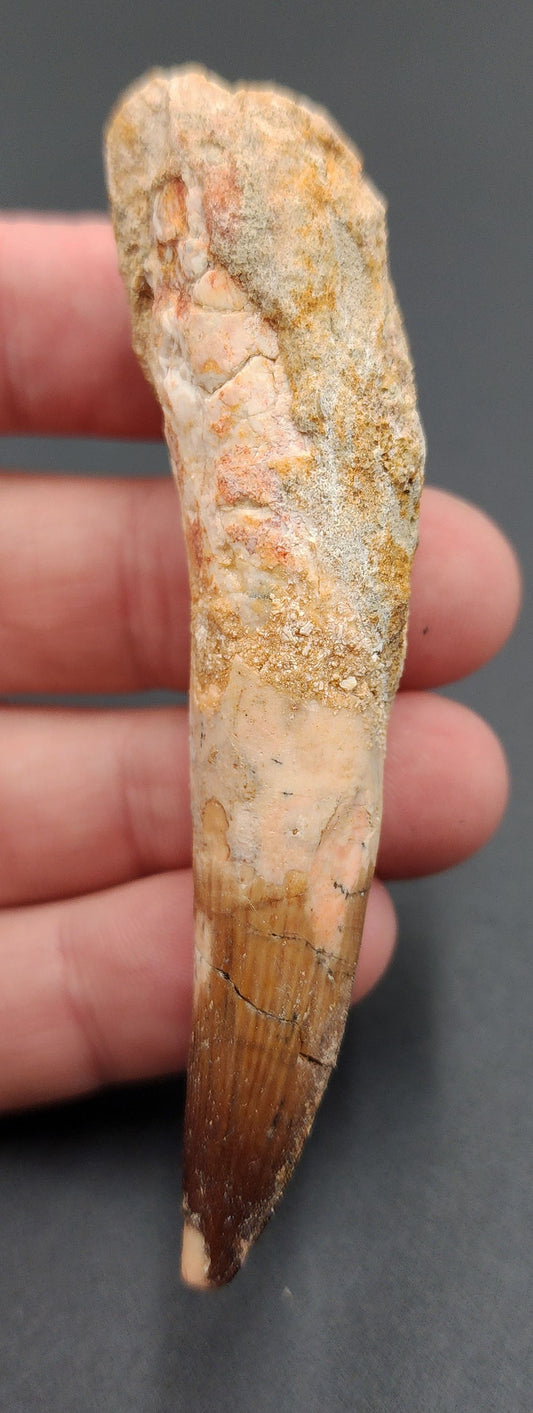 3.41 inch Spinosaurus dinosaur tooth fossil from Morocco – full side view displaying enamel texture, curvature, and coloration