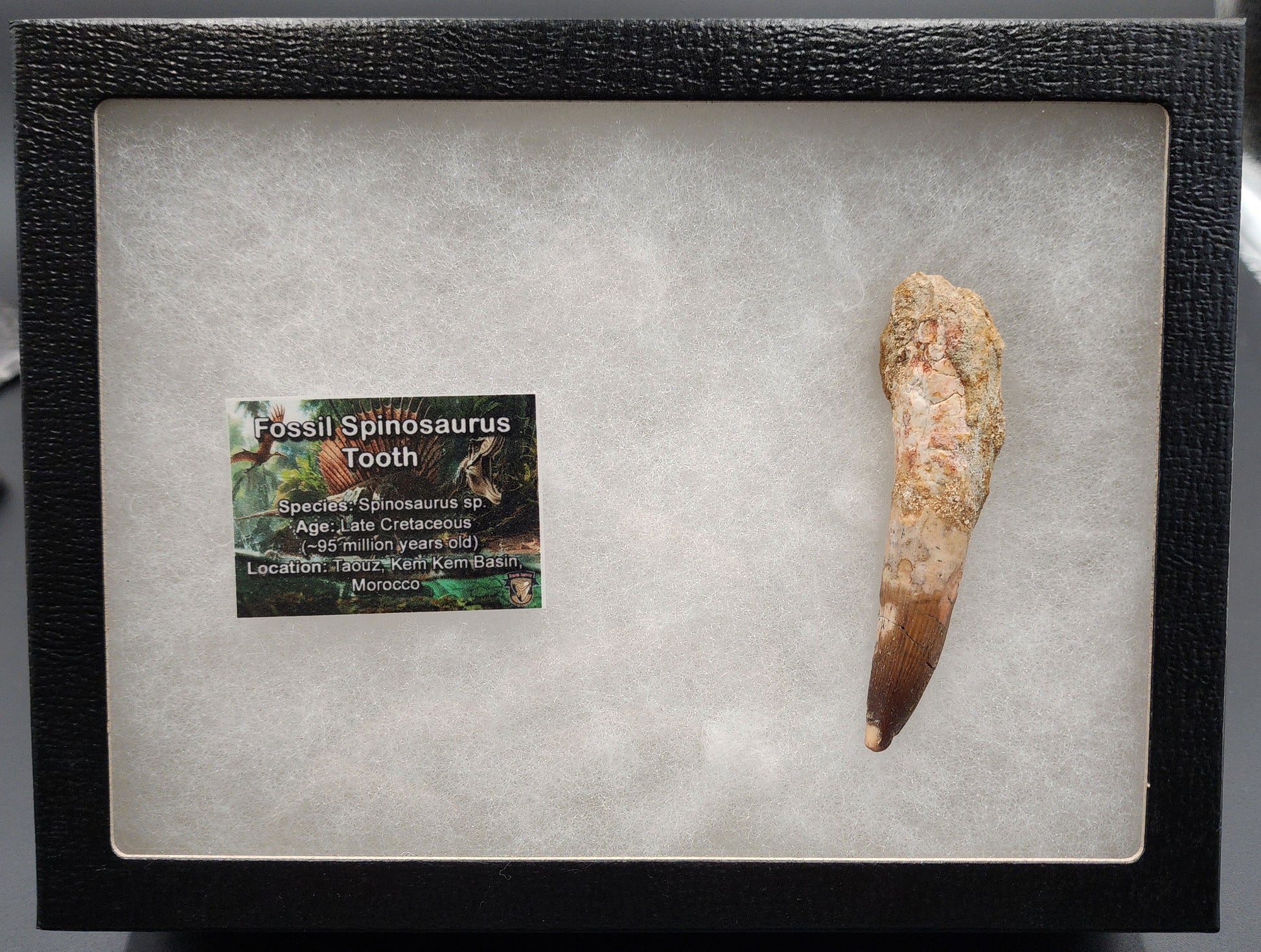 Authentic 3.41 inch Spinosaurus tooth fossil – close-up highlighting serrated crown, root structure, and natural surface weathering