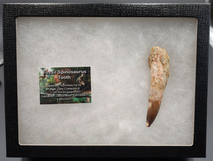 Authentic 3.41 inch Spinosaurus tooth fossil – close-up highlighting serrated crown, root structure, and natural surface weathering