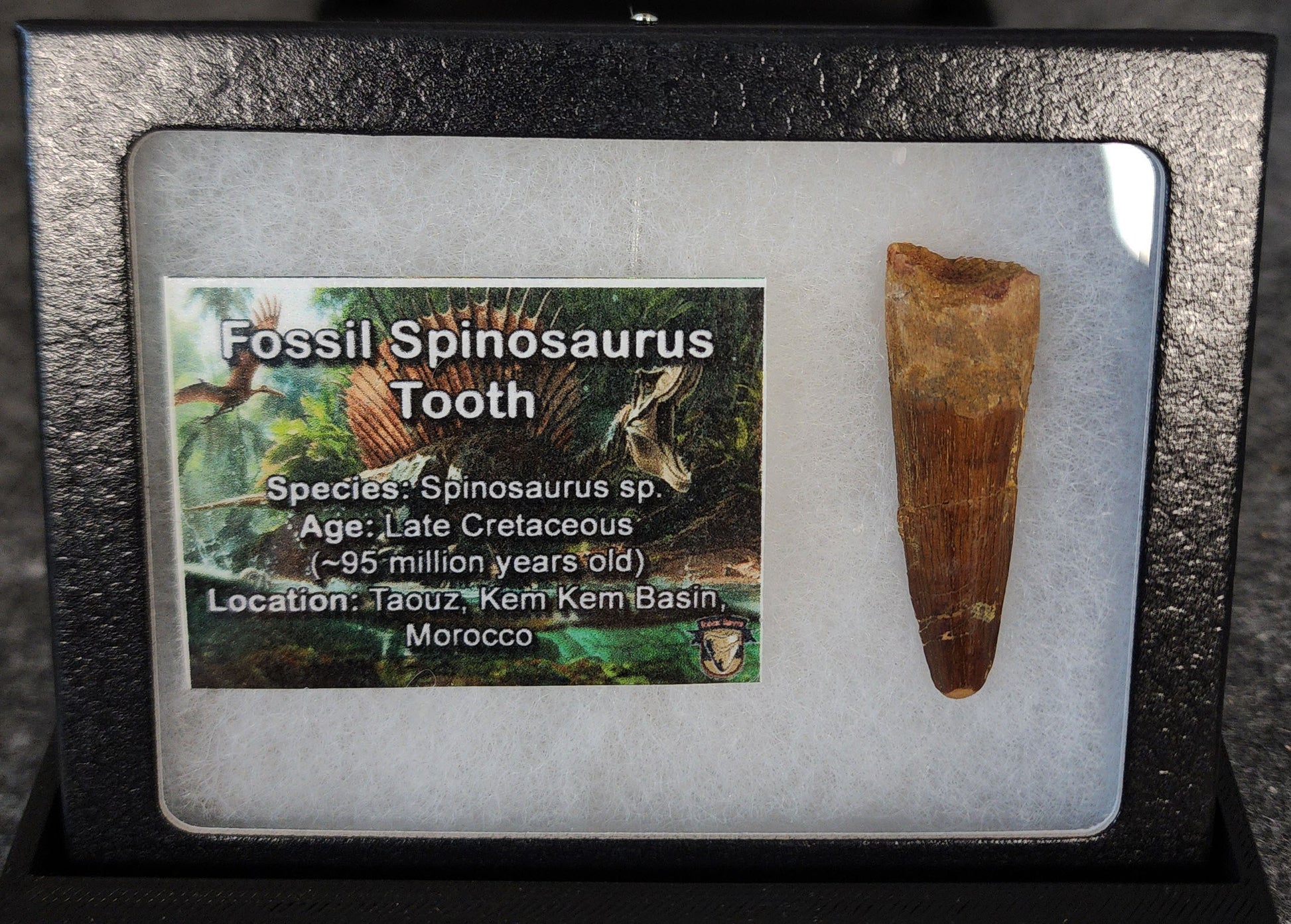 1.63-inch authentic Spinosaurus dinosaur tooth from Morocco, dating to the Cretaceous period