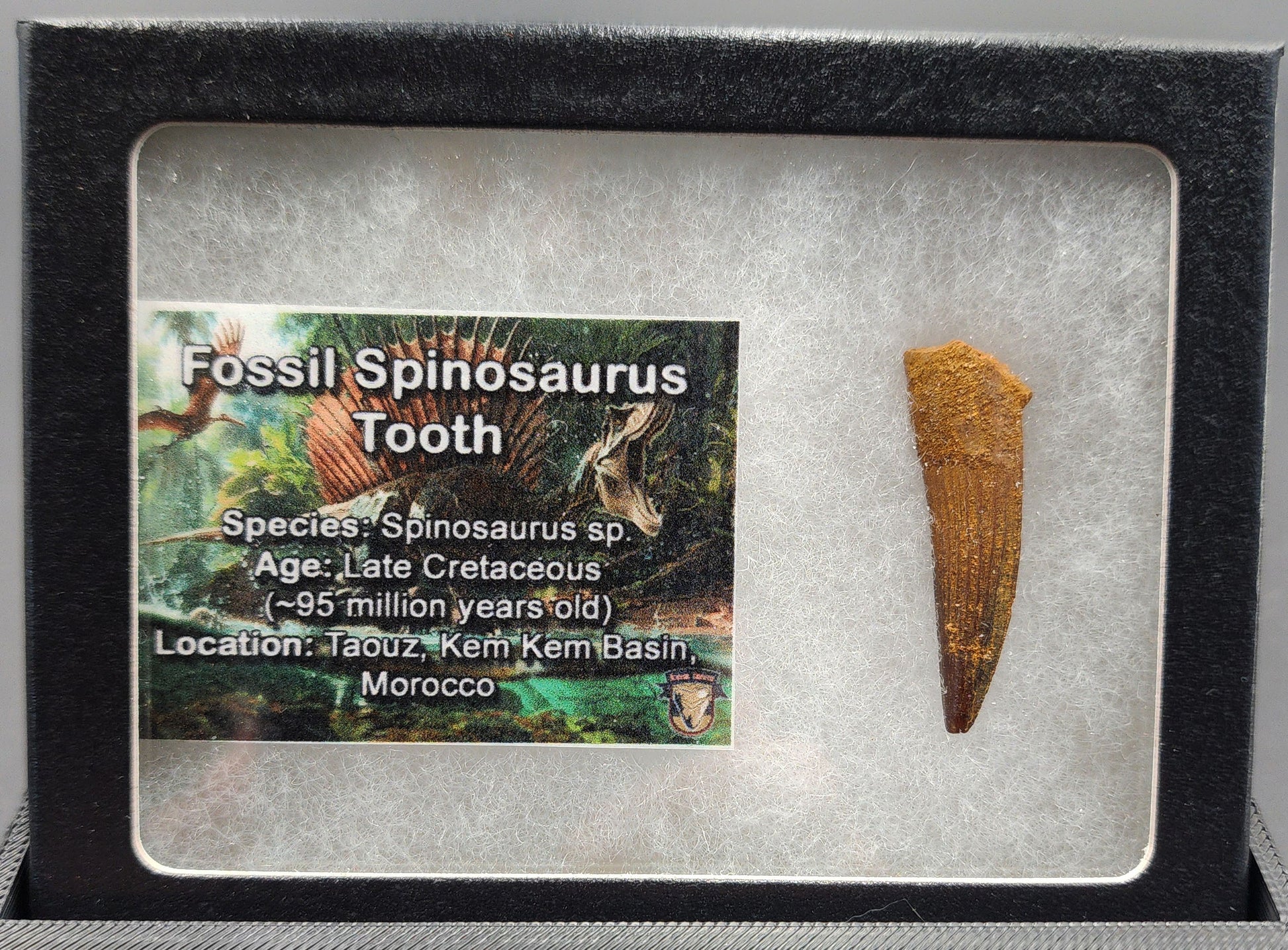 Angled view of 1.41-inch Spinosaurus fossil tooth from Morocco showing enamel texture