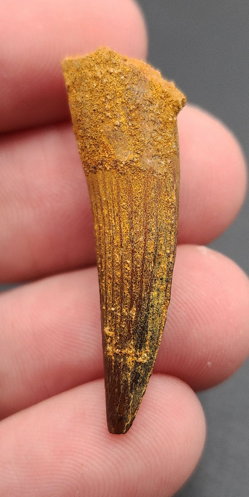 Authentic 1.41-inch Spinosaurus dinosaur tooth fossil from Morocco – full front view