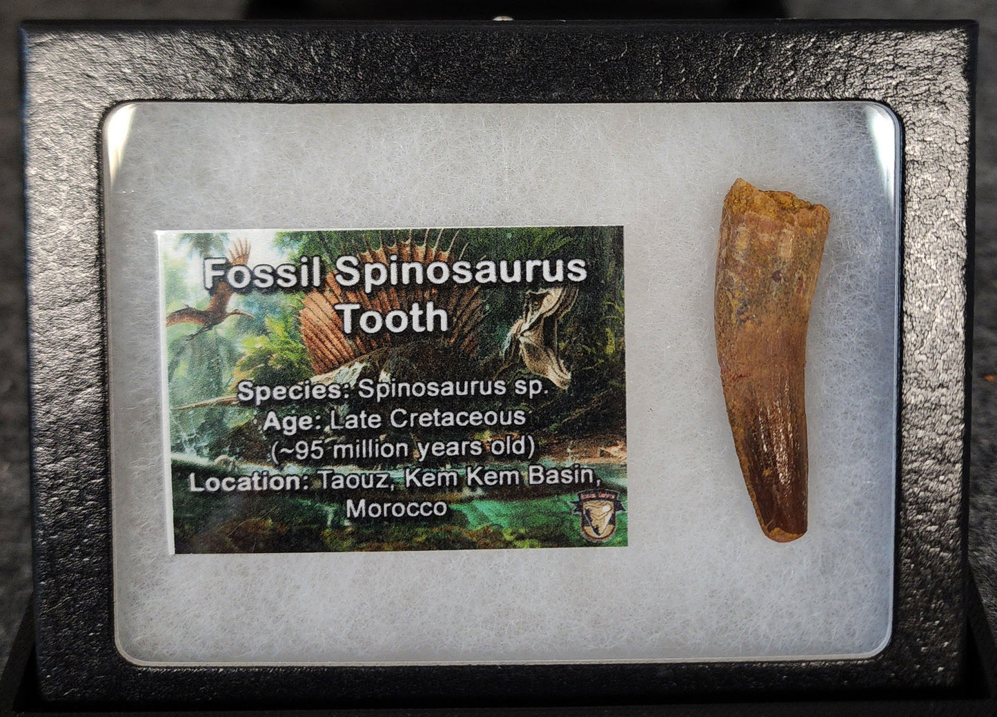 1.67-inch fossil Spinosaurus aegyptiacus tooth from the Kem Kem Beds, Morocco, Late Cretaceous period
