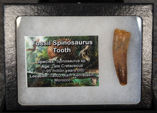 1.67-inch fossil Spinosaurus aegyptiacus tooth from the Kem Kem Beds, Morocco, Late Cretaceous period