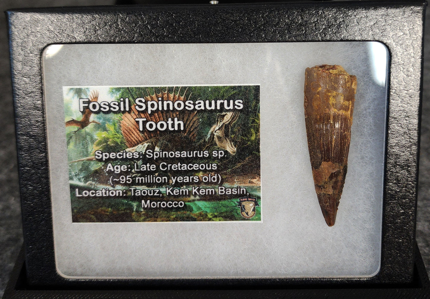 1.71-inch fossil Spinosaurus aegyptiacus tooth from the Kem Kem Beds, Morocco, Late Cretaceous period