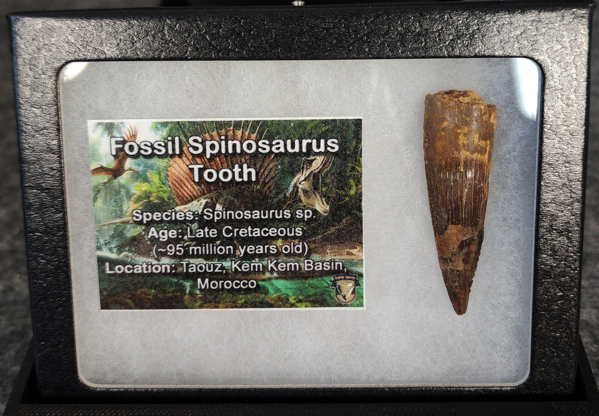 1.71-inch fossil Spinosaurus aegyptiacus tooth from the Kem Kem Beds, Morocco, Late Cretaceous period