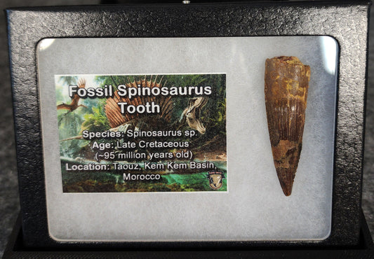 1.71-inch fossil Spinosaurus aegyptiacus tooth from the Kem Kem Beds, Morocco, Late Cretaceous period