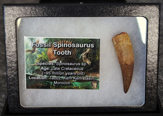 1.72-inch fossil Spinosaurus aegyptiacus tooth from the Kem Kem Beds, Morocco, Late Cretaceous period