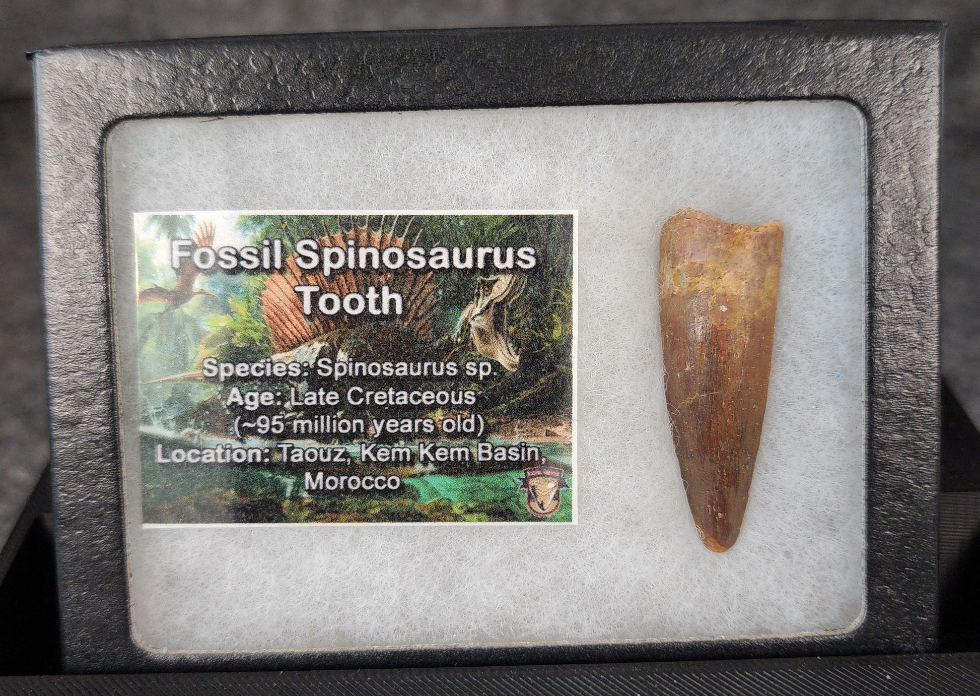 Angled view of a 1.73-inch fossil Spinosaurus aegyptiacus tooth from the Kem Kem Beds, Morocco, Late Cretaceous period