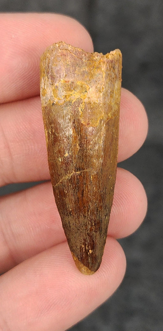 Front view of a 1.73-inch fossil Spinosaurus aegyptiacus tooth from the Kem Kem Beds, Morocco, dating to the Late Cretaceous period