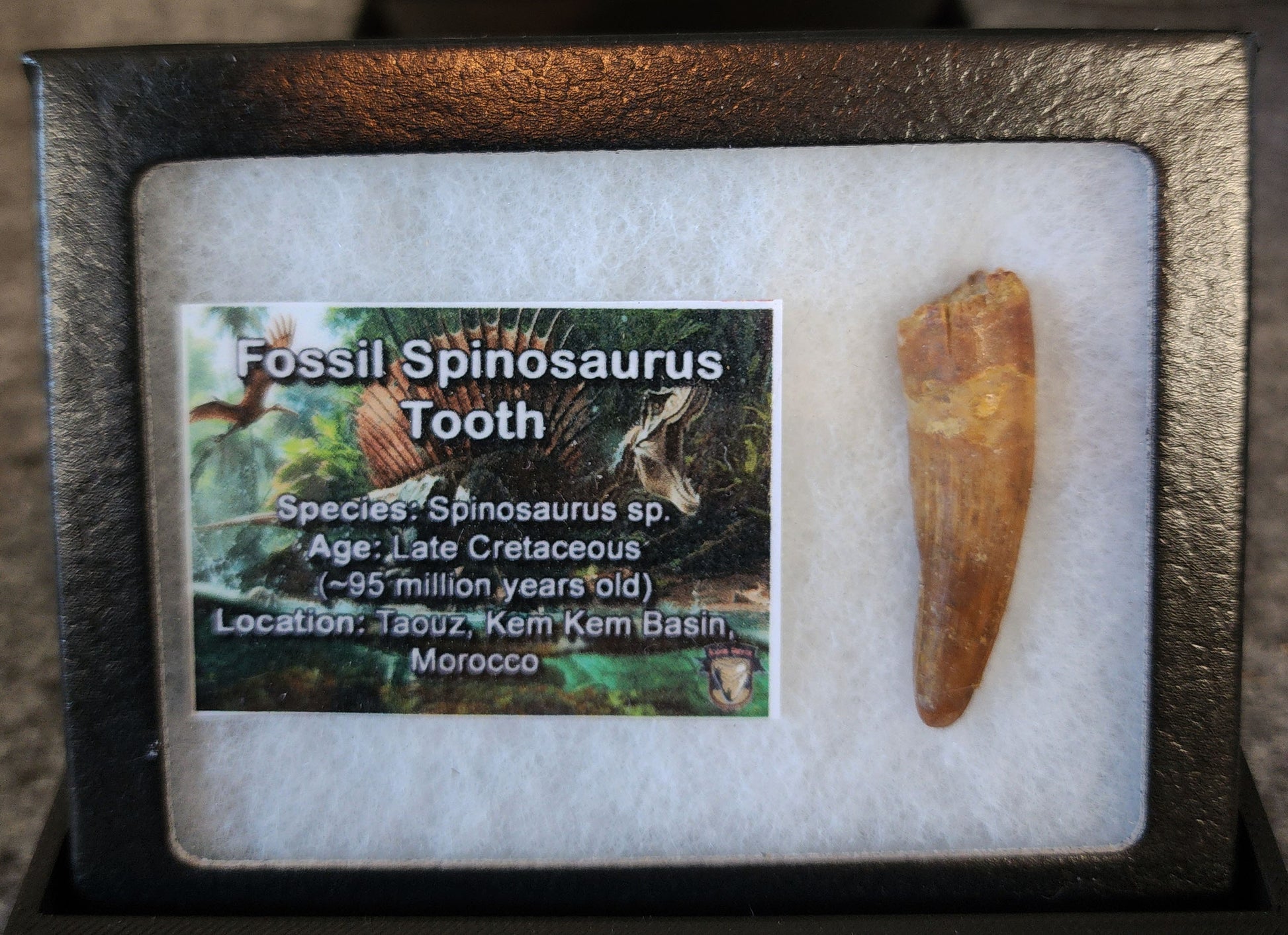 1.73-inch fossil Spinosaurus aegyptiacus tooth from the Kem Kem Beds, Morocco, Late Cretaceous period