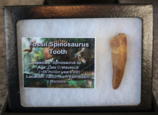 1.73-inch fossil Spinosaurus aegyptiacus tooth from the Kem Kem Beds, Morocco, Late Cretaceous period