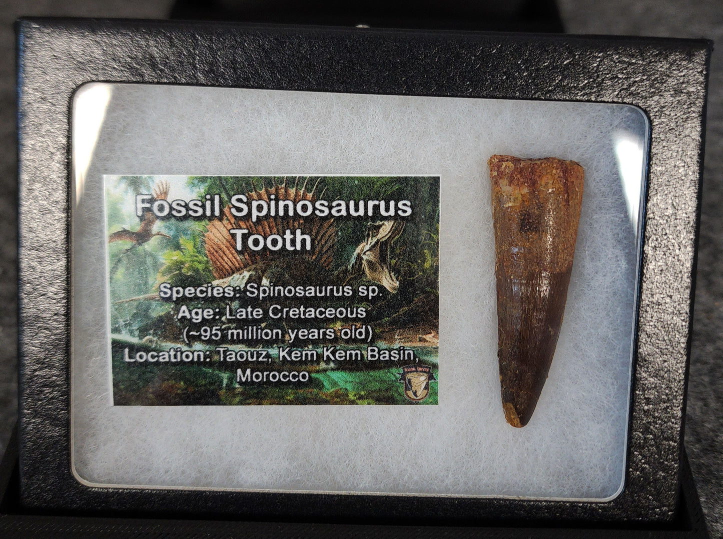 1.75-inch fossil Spinosaurus aegyptiacus tooth from the Kem Kem Beds, Morocco, Late Cretaceous period