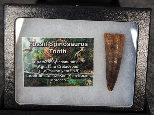 1.75-inch fossil Spinosaurus aegyptiacus tooth from the Kem Kem Beds, Morocco, Late Cretaceous period