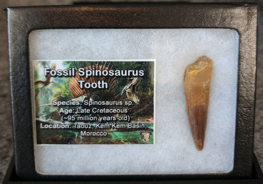 1.76-inch fossil Spinosaurus aegyptiacus tooth from the Kem Kem Beds, Morocco, dating to the Late Cretaceous period