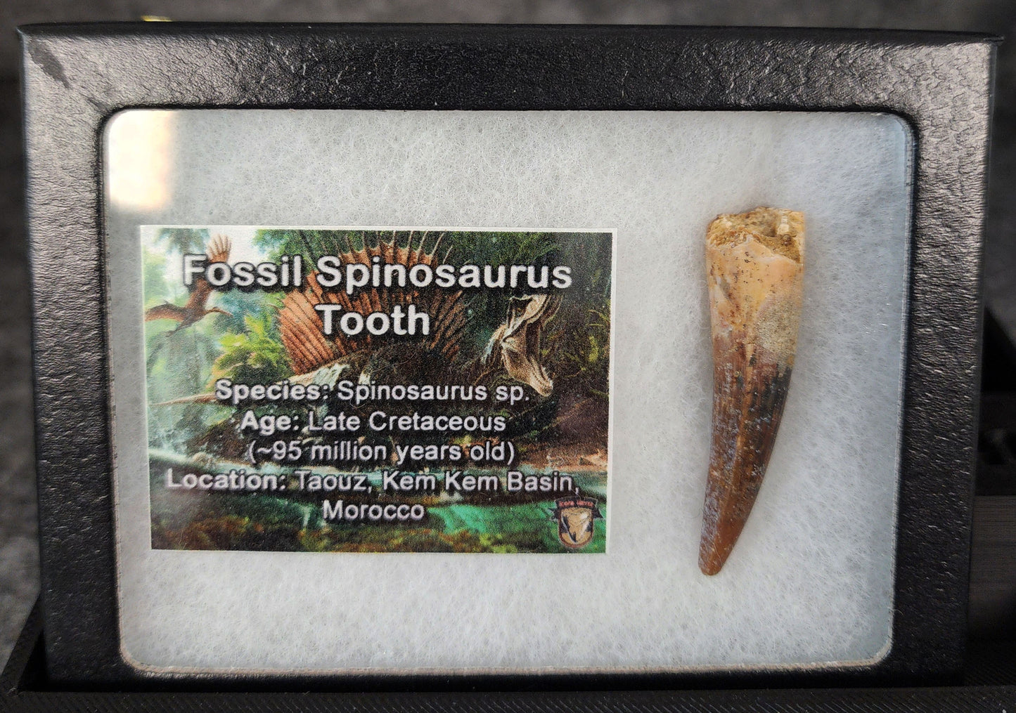 Angled view of a 1.79-inch fossil Spinosaurus aegyptiacus tooth from the Kem Kem Beds, Morocco, Late Cretaceous period