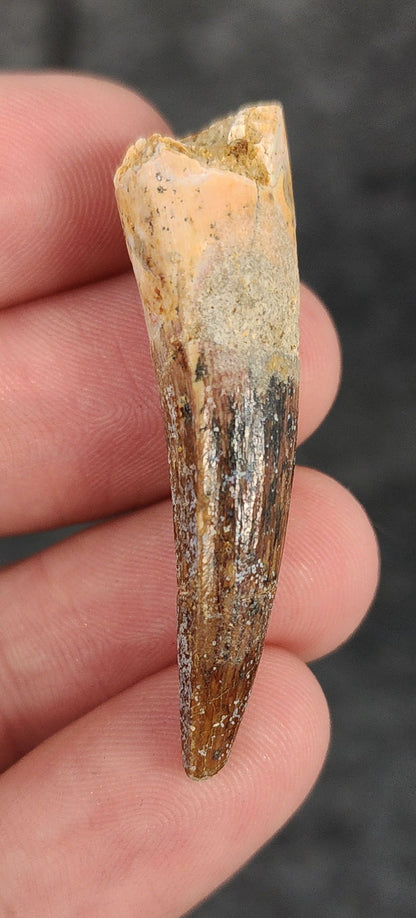 Front view of a 1.79-inch fossil Spinosaurus aegyptiacus tooth from the Kem Kem Beds, Morocco, dating to the Late Cretaceous period