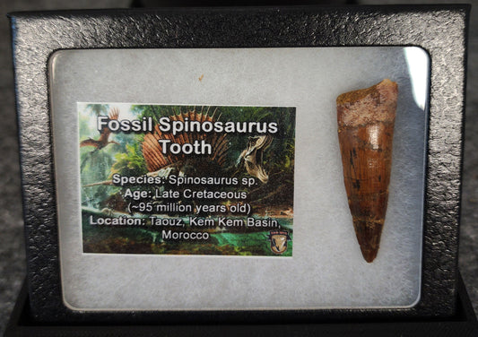 1.88-inch fossil Spinosaurus aegyptiacus tooth from the Kem Kem Beds, Morocco, dating to the Late Cretaceous period