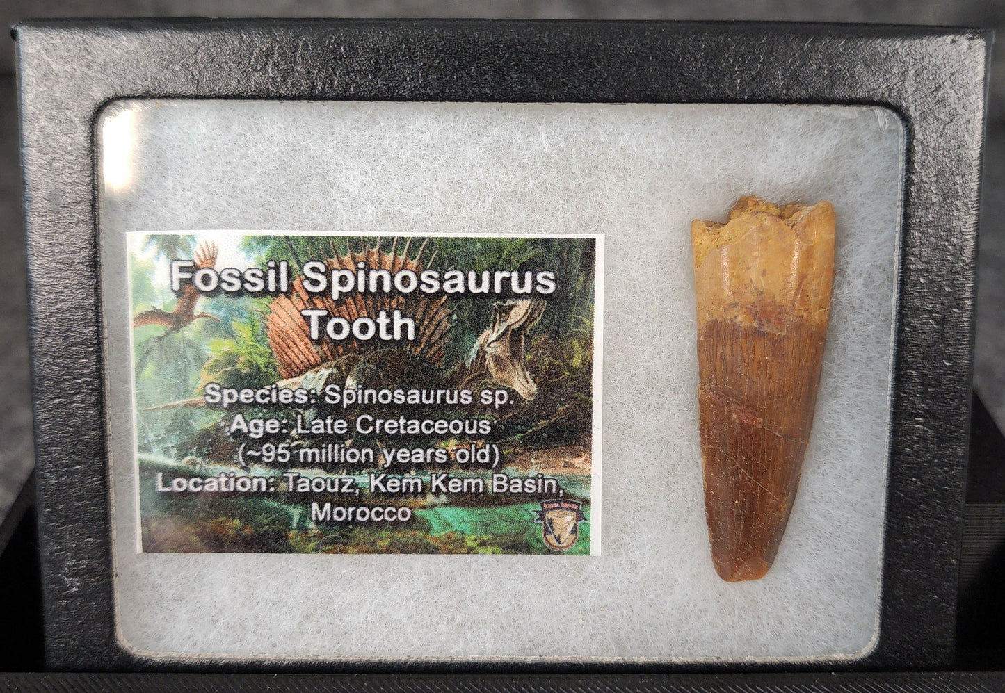 Angled view of a 1.89-inch fossil Spinosaurus aegyptiacus tooth from the Kem Kem Beds, Morocco, Late Cretaceous period