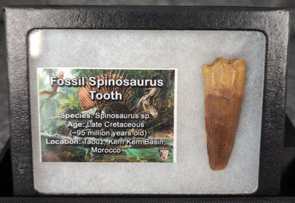 Angled view of a 1.89-inch fossil Spinosaurus aegyptiacus tooth from the Kem Kem Beds, Morocco, Late Cretaceous period