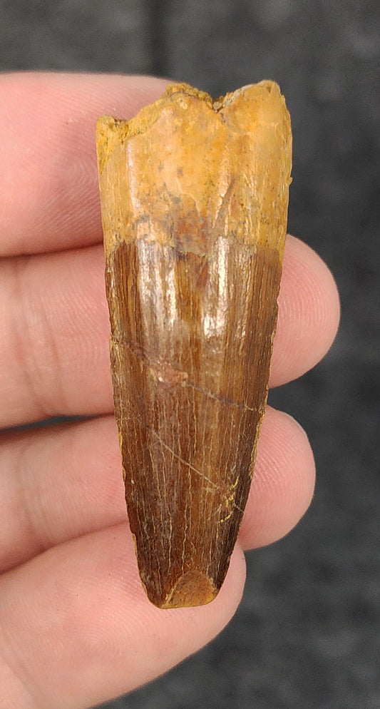 Front view of a 1.89-inch fossil Spinosaurus aegyptiacus tooth from the Kem Kem Beds, Morocco, dating to the Late Cretaceous period