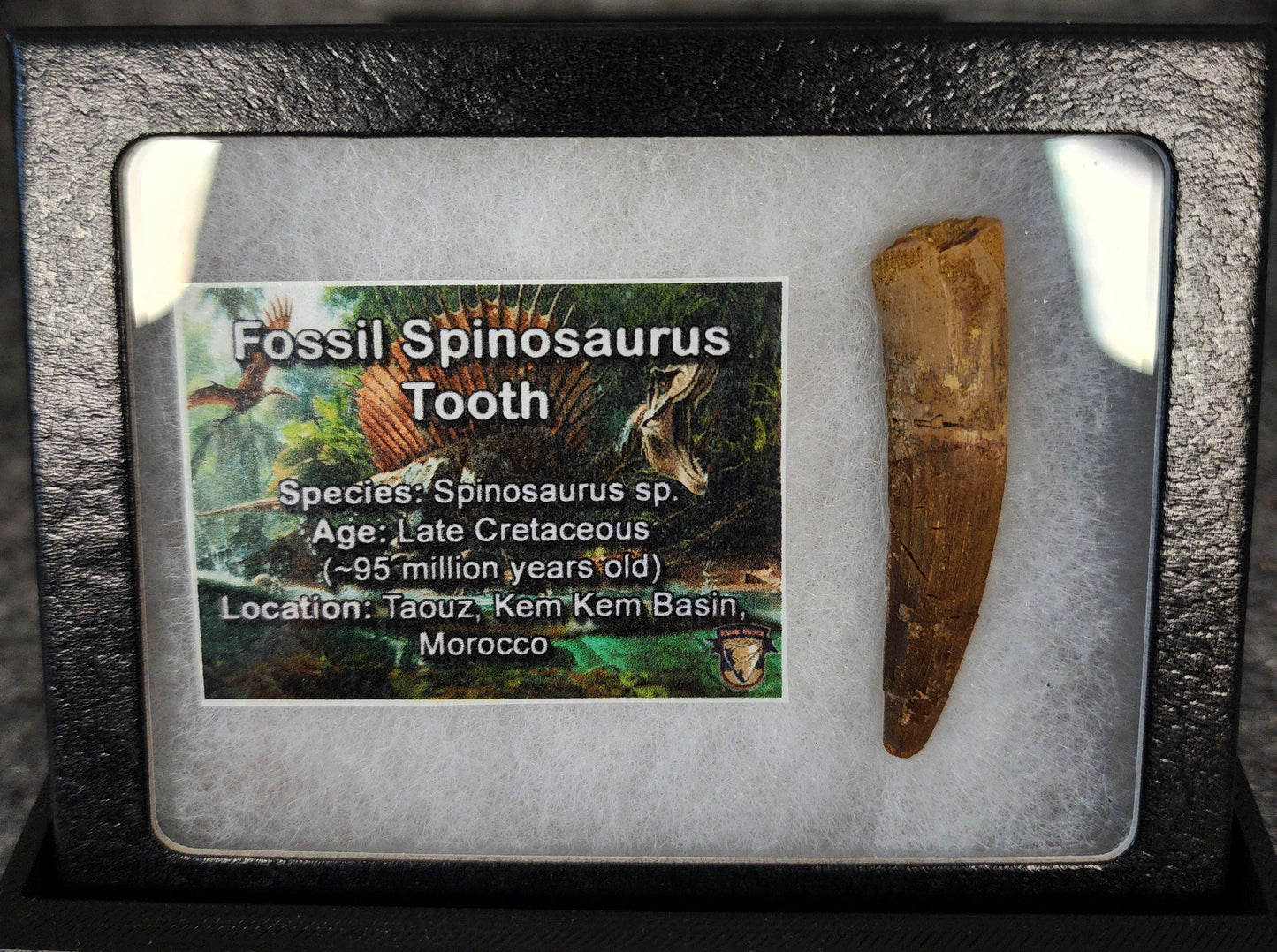Front view of a 1.91-inch fossil Spinosaurus aegyptiacus tooth from the Kem Kem Basin, Morocco, dating to the Late Cretaceous period