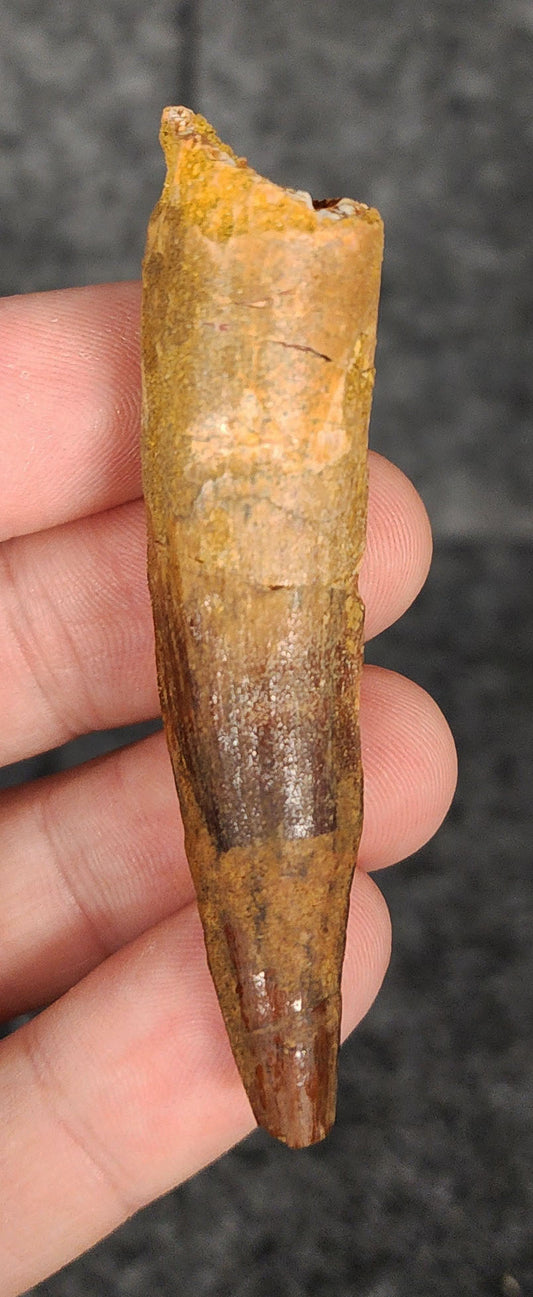 Front view of a 2.66-inch fossil Spinosaurus aegyptiacus tooth from the Kem Kem Basin, Morocco, dating to the Late Cretaceous period