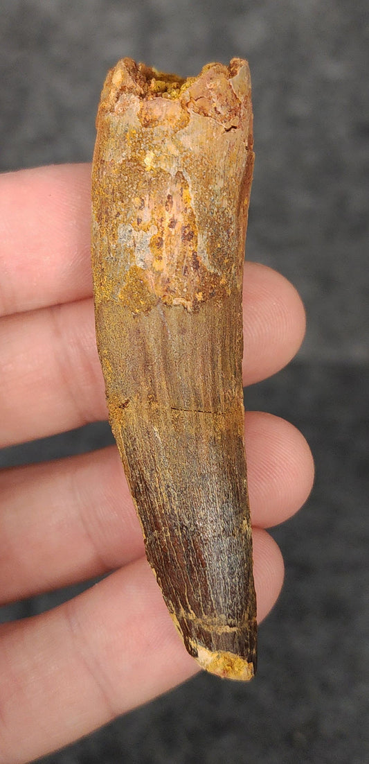 Front view of a 2.79-inch fossil Spinosaurus aegyptiacus tooth from the Kem Kem Basin, Morocco, dating to the Late Cretaceous period