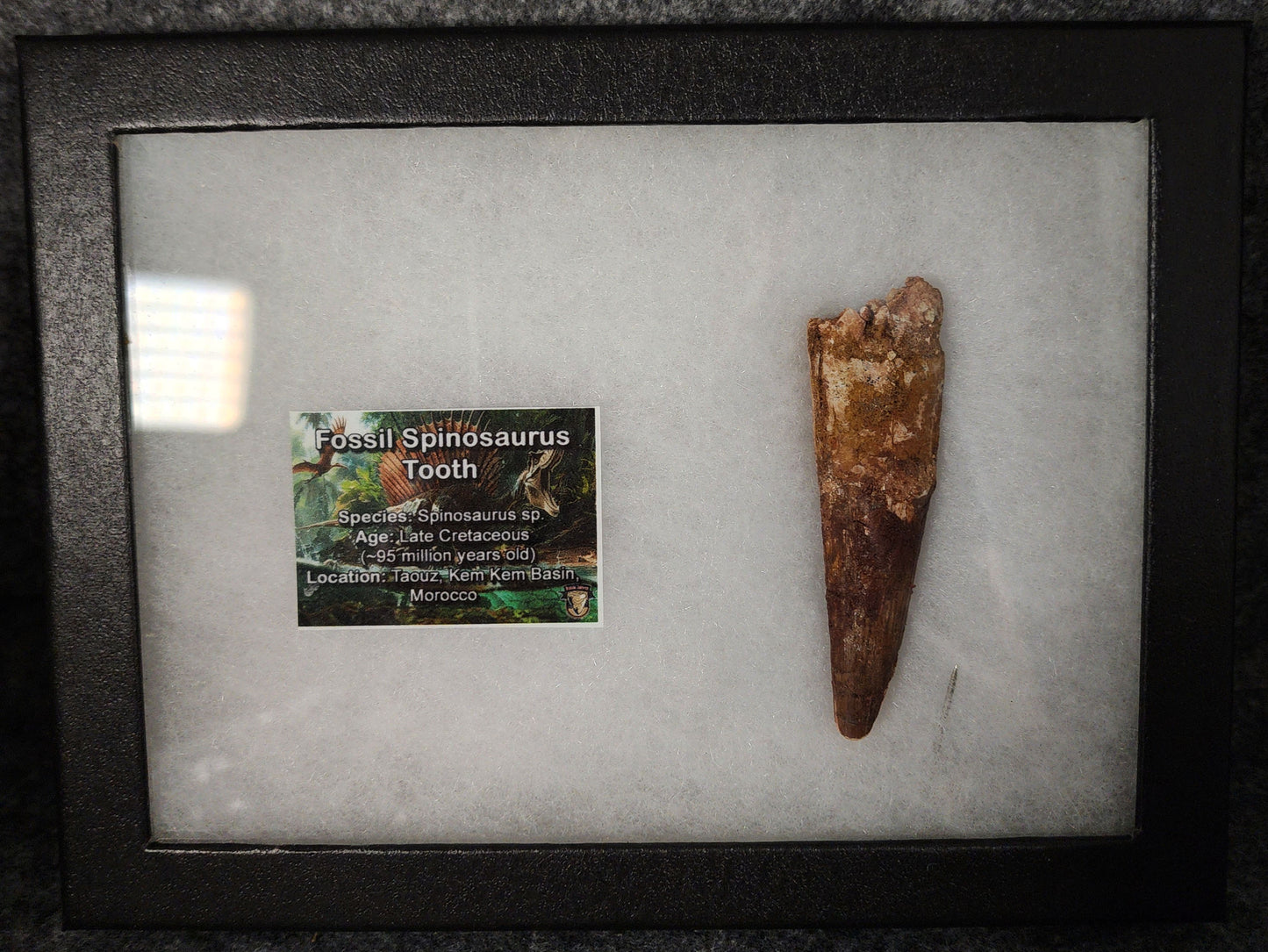 Angled view of a 3.22-inch fossil Spinosaurus aegyptiacus tooth from the Kem Kem Basin, Morocco, Late Cretaceous period