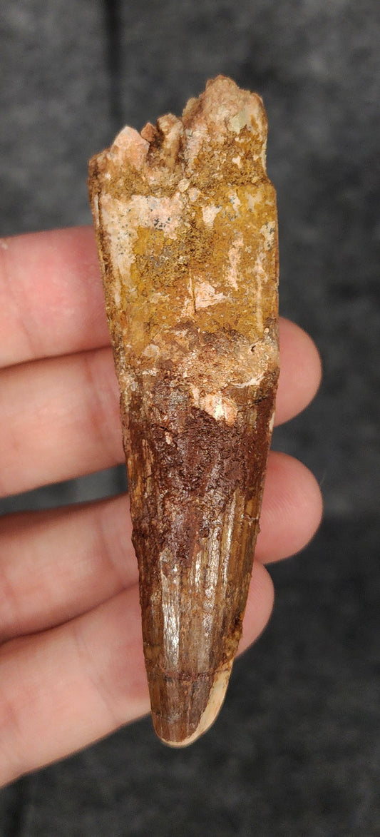Front view of a 3.22-inch fossil Spinosaurus aegyptiacus tooth from the Kem Kem Basin, Morocco, dating to the Late Cretaceous period