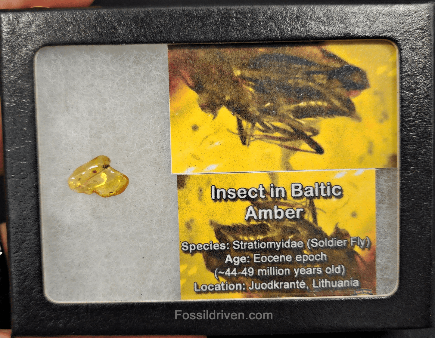 Stratiomyidae (Soldier Fly) in Baltic Amber – 15.5mm Fossil Inclusion - Fossil Driven