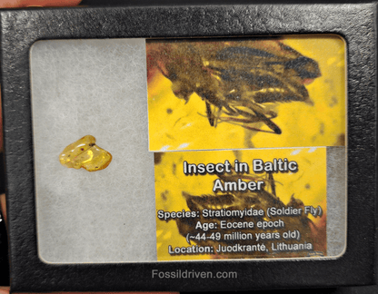 Stratiomyidae (Soldier Fly) in Baltic Amber – 15.5mm Fossil Inclusion - Fossil Driven