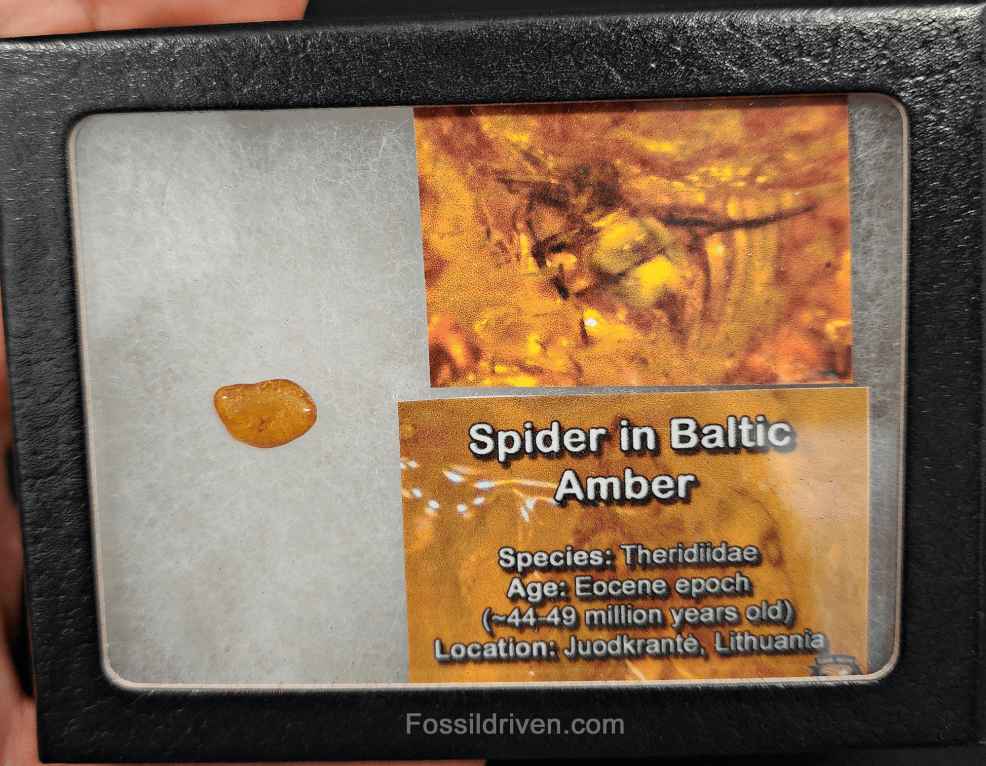 Theridiidae (Spider) in Baltic Amber – 11.6mm Fossil Inclusion - Fossil Driven