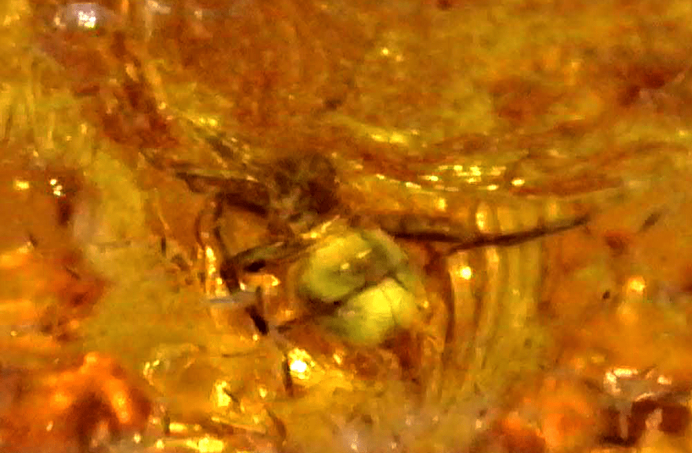 Theridiidae (Spider) in Baltic Amber – 11.6mm Fossil Inclusion - Fossil Driven
