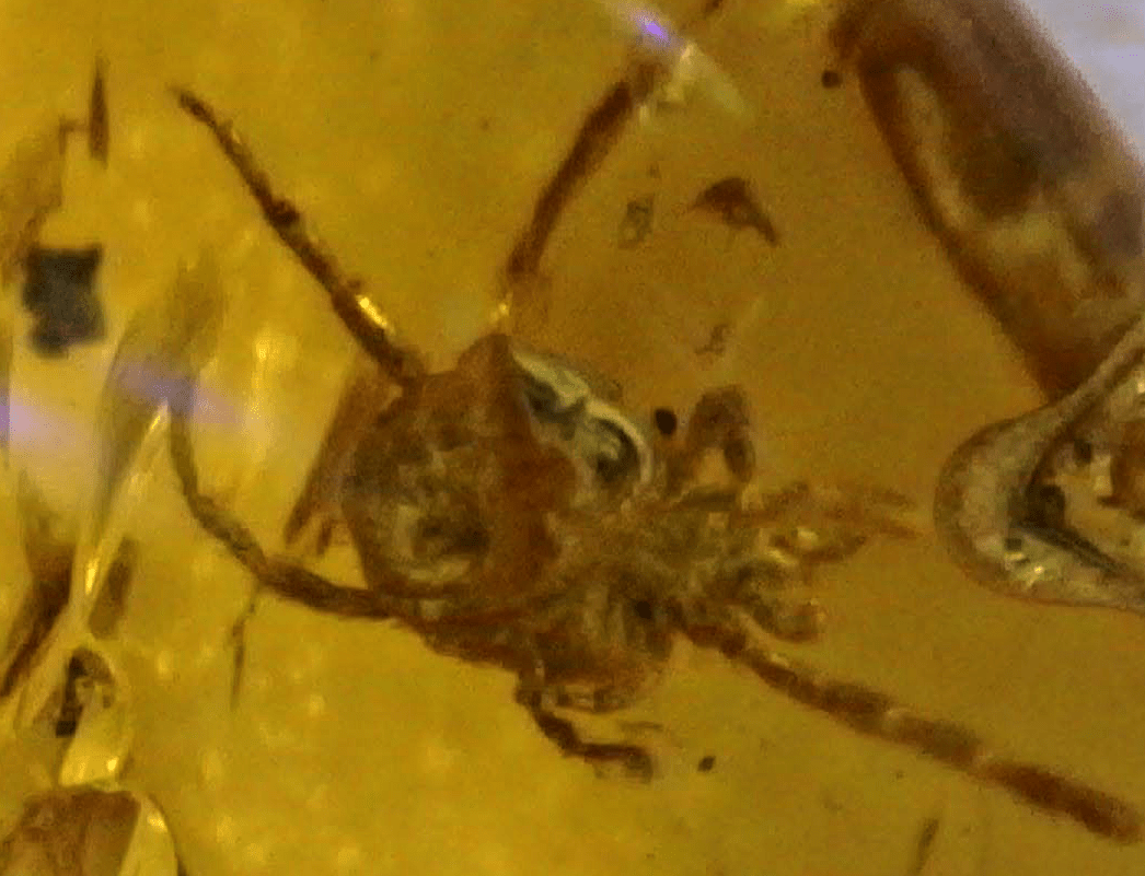 Theridiidae (Spider) in Baltic Amber – 11.8mm Fossil Inclusion - Fossil Driven