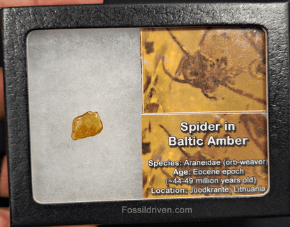 Theridiidae (Spider) in Baltic Amber – 11.8mm Fossil Inclusion - Fossil Driven