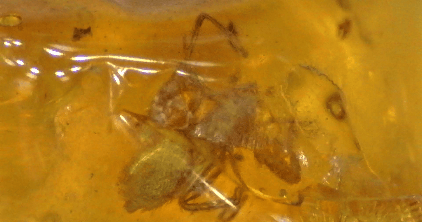 Theridiidae (Spider) in Baltic Amber – 7.00mm Fossil Inclusion - Fossil Driven