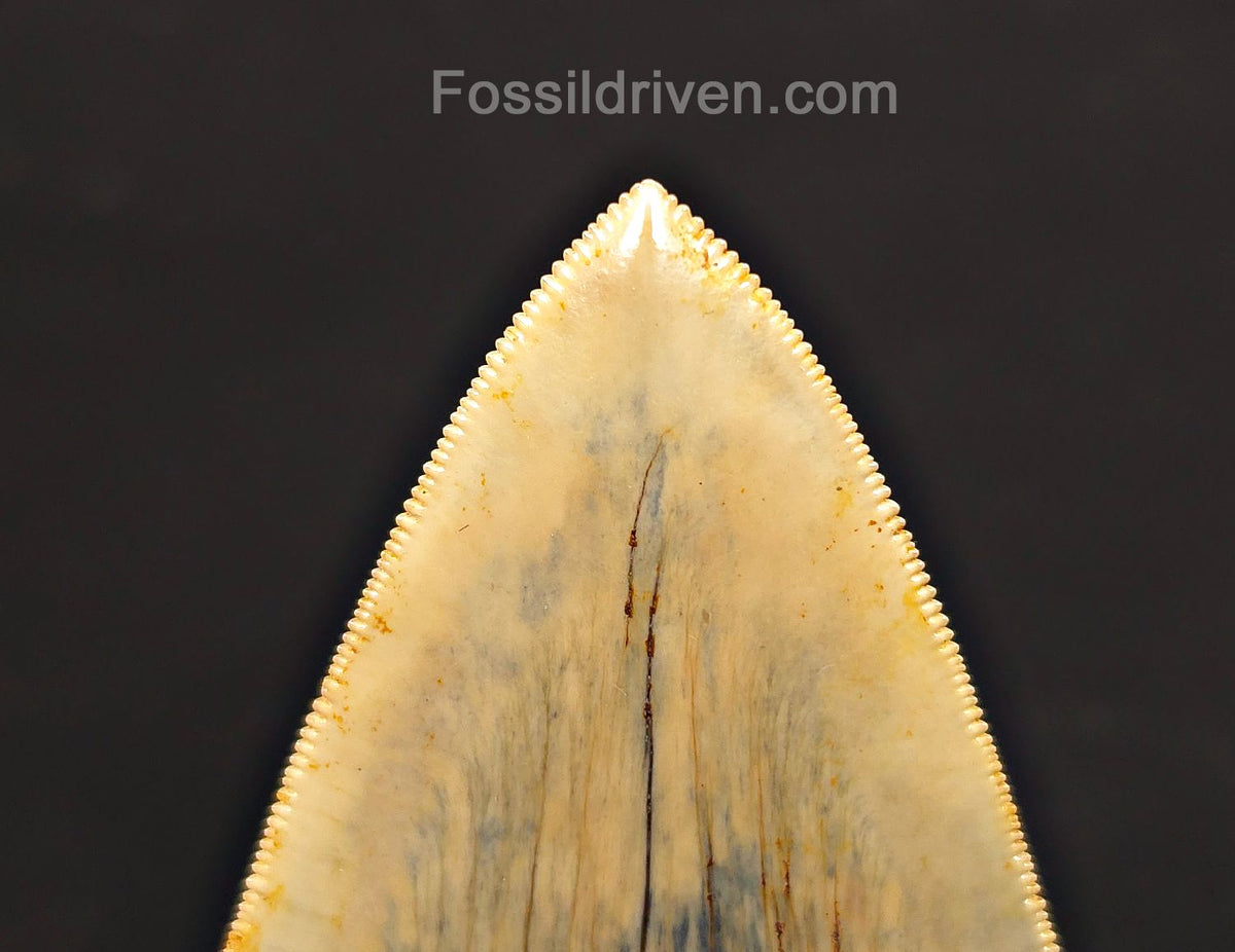 Top 1%, 5.39" Fossil Megalodon Tooth - Java, Indonesia - Fossil Driven