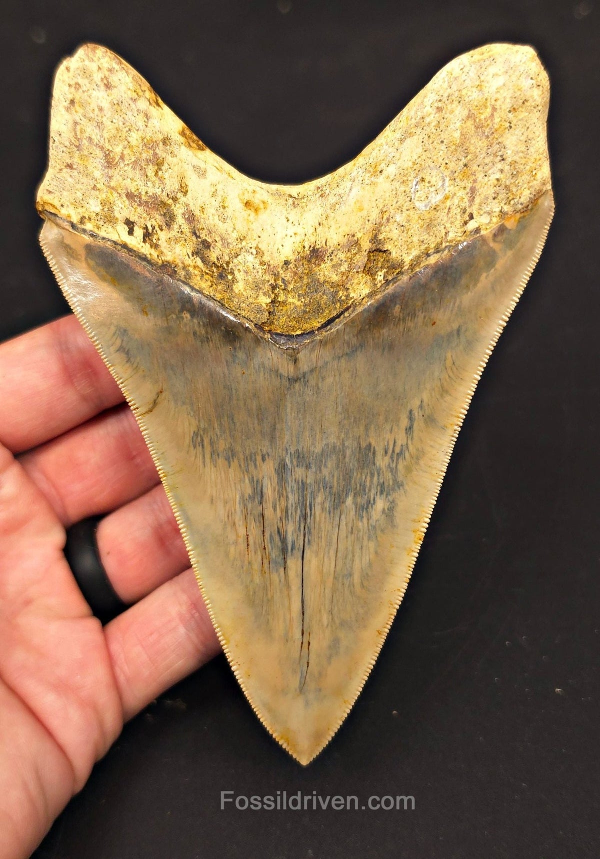 Top 1%, 5.39" Fossil Megalodon Tooth - Java, Indonesia - Fossil Driven