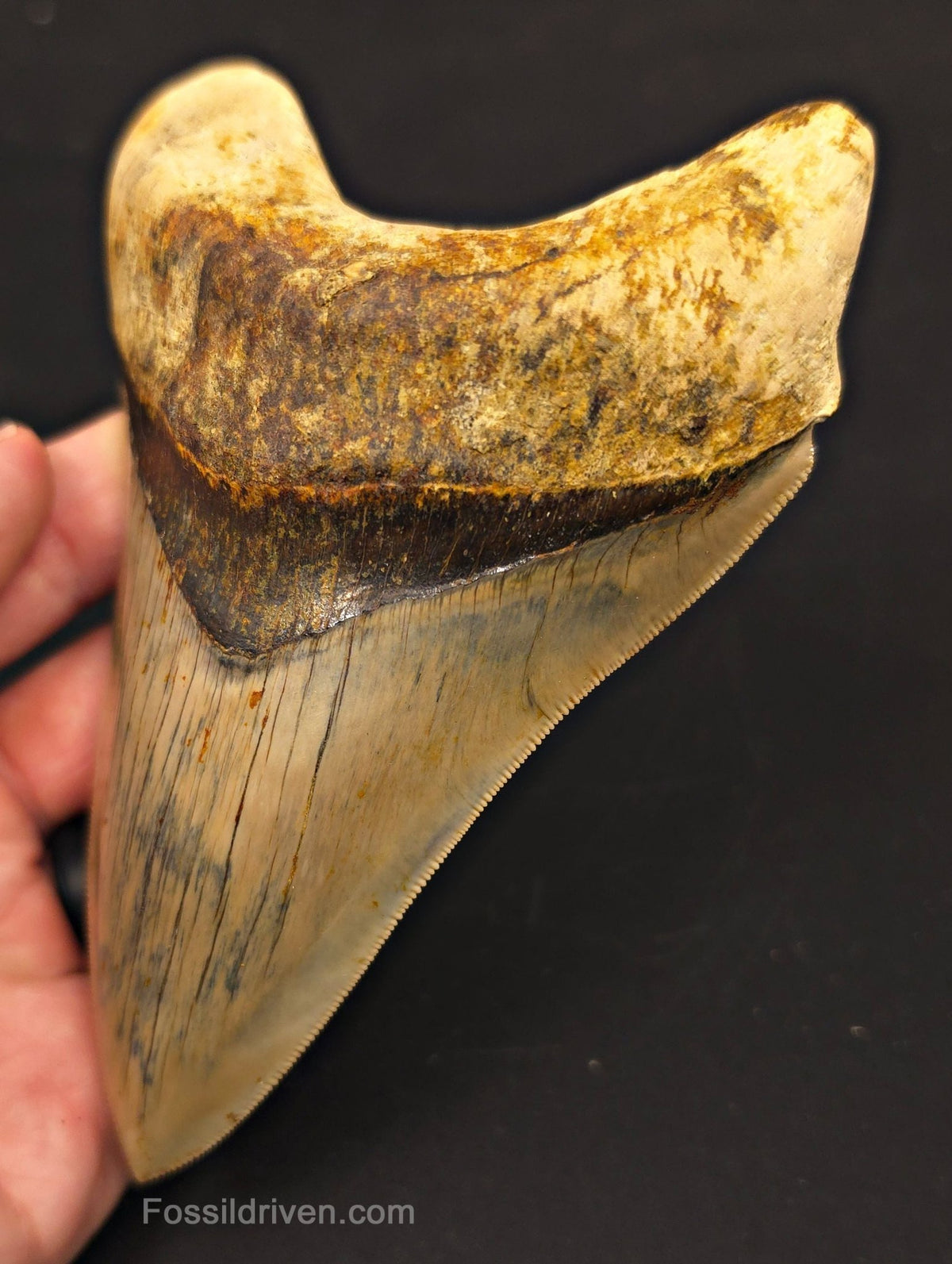 Top 1%, 5.39" Fossil Megalodon Tooth - Java, Indonesia - Fossil Driven